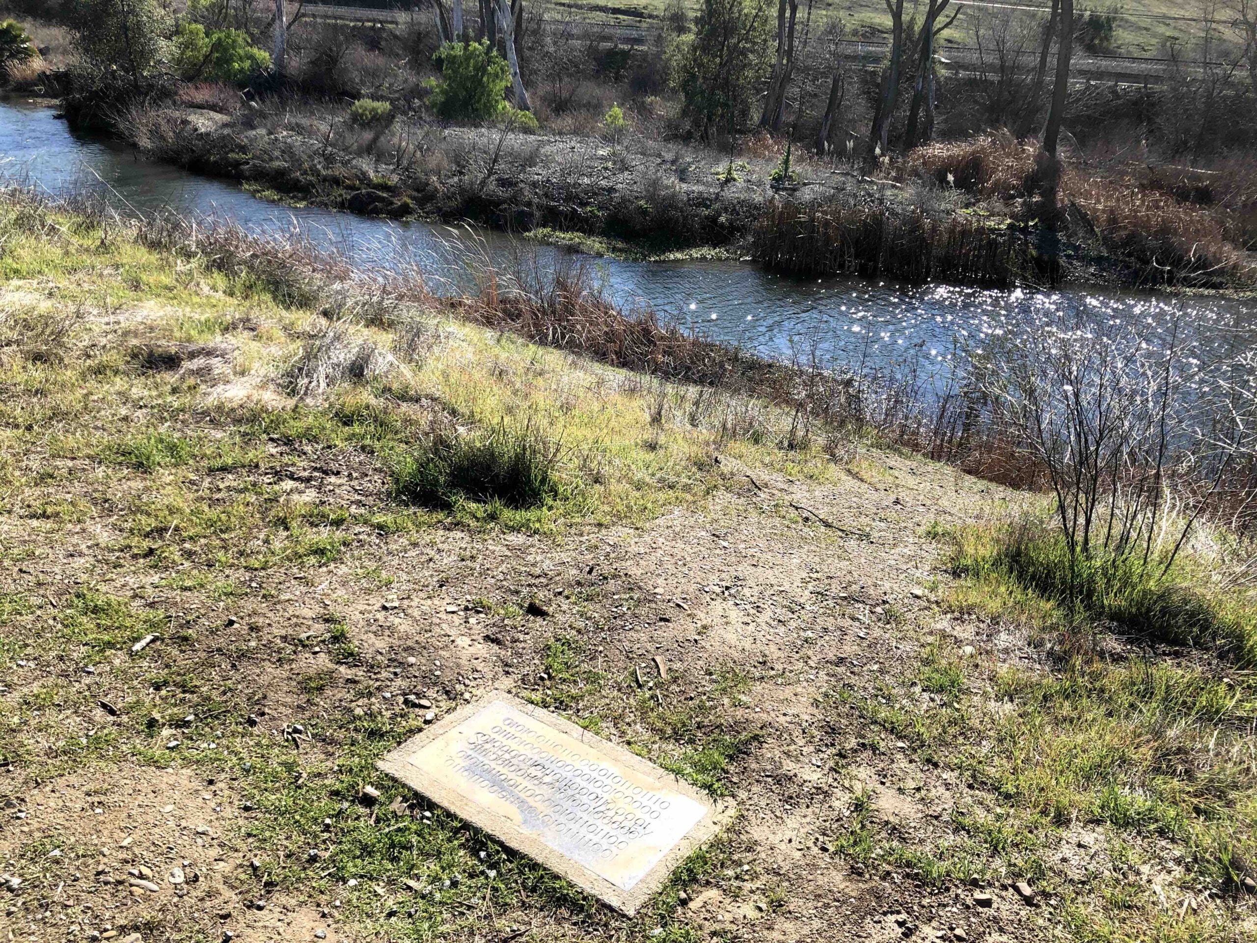 South Carolina'S Mysterious Black Coyote: Is It Real? - l2yvuis